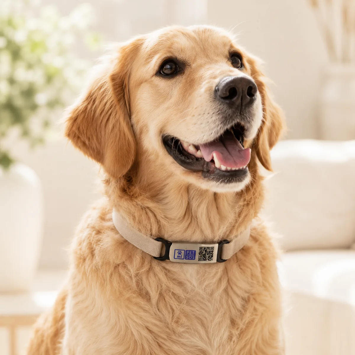 Golden retriever wearing a collar with a mi-SOS PET QR tag